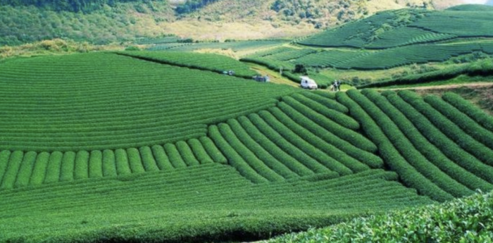 Đồi chè Kỳ Trung